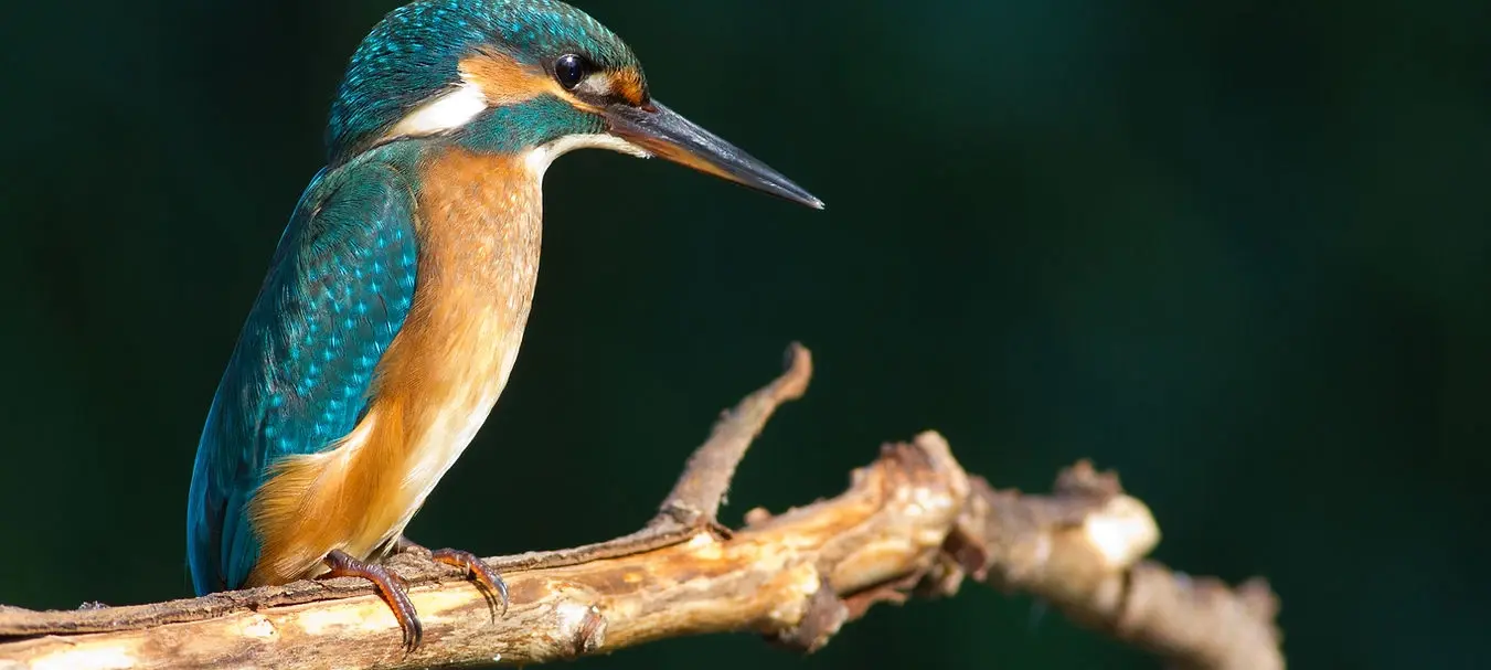 kingfisher-and-gfb%3A-working-in-partnership